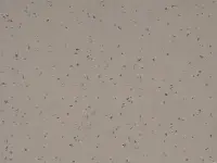 Mipolam Planet 5443 Wood Path